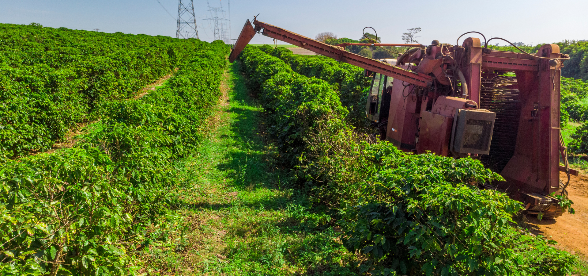 Proces vytváření CBD oleje