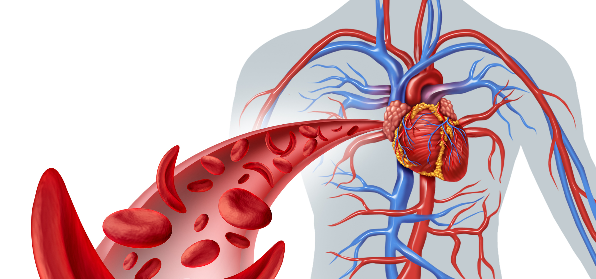 Proces vytváření CBD oleje